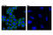 Anoctamin 1 antibody, 14476S, Cell Signaling Technology, Immunocytochemistry image 
