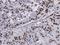 Pleiotropic Regulator 1 antibody, NBP1-31265, Novus Biologicals, Immunohistochemistry frozen image 