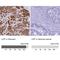 Lipase F, Gastric Type antibody, NBP1-91928, Novus Biologicals, Immunohistochemistry paraffin image 