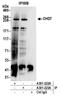 Chromodomain-helicase-DNA-binding protein 7 antibody, A301-222A, Bethyl Labs, Immunoprecipitation image 
