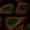 Heat Shock Protein Family A (Hsp70) Member 1 Like antibody, NBP1-92012, Novus Biologicals, Immunocytochemistry image 
