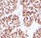 Interferon Regulatory Factor 2 Binding Protein 2 antibody, FNab10716, FineTest, Immunohistochemistry frozen image 