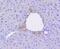 POU Class 5 Homeobox 1 antibody, NBP2-67748, Novus Biologicals, Immunohistochemistry paraffin image 