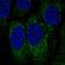 Natural Cytotoxicity Triggering Receptor 1 antibody, NBP2-58055, Novus Biologicals, Immunocytochemistry image 