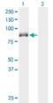 Kinesin Family Member 9 antibody, H00064147-M07, Novus Biologicals, Western Blot image 
