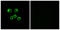 Olfactory Receptor Family 8 Subfamily U Member 1 antibody, LS-C120924, Lifespan Biosciences, Immunofluorescence image 