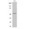 Activating Transcription Factor 2 antibody, LS-C380635, Lifespan Biosciences, Western Blot image 