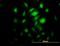 5 -AMP-activated protein kinase subunit gamma-2 antibody, H00051422-B01P, Novus Biologicals, Immunofluorescence image 