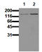 Nitric Oxide Synthase 3 antibody, AM00098PU-N, Origene, Western Blot image 