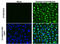 Dengue virus antibody, GTX633632, GeneTex, Immunocytochemistry image 