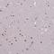 WD Repeat Domain 18 antibody, NBP2-30928, Novus Biologicals, Immunohistochemistry frozen image 