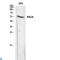 Monoamine Oxidase A antibody, LS-C814168, Lifespan Biosciences, Western Blot image 