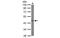 NSFL1 Cofactor antibody, MBS835259, MyBioSource, Western Blot image 