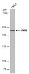 Myosin Heavy Chain 9 antibody, MA5-27766, Invitrogen Antibodies, Western Blot image 