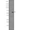 CDC Like Kinase 3 antibody, PA5-67850, Invitrogen Antibodies, Western Blot image 