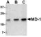 Lymphocyte Antigen 86 antibody, A07328, Boster Biological Technology, Western Blot image 