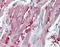 Adrenoceptor Alpha 1A antibody, NB100-78585, Novus Biologicals, Immunohistochemistry paraffin image 