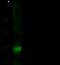 MutS Homolog 5 antibody, GTX02471, GeneTex, Western Blot image 