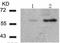 Histone Deacetylase 2 antibody, TA323155, Origene, Western Blot image 