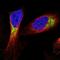 Metaxin 1 antibody, NBP1-87741, Novus Biologicals, Immunofluorescence image 