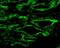 Aquaporin 4 antibody, NBP1-97928, Novus Biologicals, Immunofluorescence image 