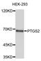 COX2 antibody, STJ28352, St John