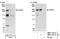 Glutamine And Serine Rich 1 antibody, NBP1-19112, Novus Biologicals, Western Blot image 