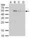 Glutathione-S-Transferase Tag antibody, 18803, QED Bioscience, Western Blot image 