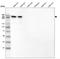 Laminin Subunit Alpha 2 antibody, NBP2-46624, Novus Biologicals, Western Blot image 