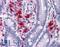 Bone Morphogenetic Protein 15 antibody, LS-B4712, Lifespan Biosciences, Immunohistochemistry paraffin image 