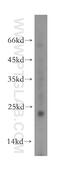 FXYD Domain Containing Ion Transport Regulator 5 antibody, 12166-1-AP, Proteintech Group, Western Blot image 