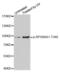 Ribosomal Protein S6 Kinase A1 antibody, abx000218, Abbexa, Western Blot image 