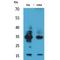 IL-4 antibody, LS-C386926, Lifespan Biosciences, Western Blot image 