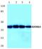 Adenosine receptor A3 antibody, PA5-36350, Invitrogen Antibodies, Western Blot image 