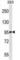 Microtubule Affinity Regulating Kinase 3 antibody, abx027926, Abbexa, Western Blot image 