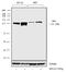 Janus Kinase 2 antibody, 702434, Invitrogen Antibodies, Western Blot image 
