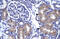 Achaete-Scute Family BHLH Transcription Factor 1 antibody, ARP32355_T100, Aviva Systems Biology, Immunohistochemistry paraffin image 