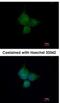 ATPase H+ Transporting V1 Subunit A antibody, NBP1-33021, Novus Biologicals, Immunocytochemistry image 