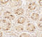 Transmembrane And Immunoglobulin Domain Containing 2 antibody, 7617, ProSci, Immunohistochemistry frozen image 