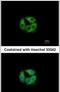Propionyl-CoA Carboxylase Subunit Beta antibody, PA5-21647, Invitrogen Antibodies, Immunofluorescence image 