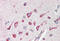 Complement C1q tumor necrosis factor-related protein 4 antibody, MBS240465, MyBioSource, Immunohistochemistry frozen image 