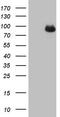  antibody, TA806033, Origene, Western Blot image 