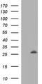 Galectin 3 antibody, LS-C788191, Lifespan Biosciences, Western Blot image 