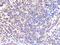 Cullin 2 antibody, GTX03234, GeneTex, Immunohistochemistry paraffin image 