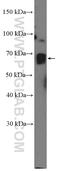 CREB-regulated transcription coactivator 3 antibody, 25476-1-AP, Proteintech Group, Western Blot image 