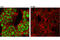 CXXC Finger Protein 5 antibody, 84546S, Cell Signaling Technology, Immunofluorescence image 