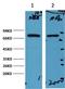 Heat Shock Protein Family A (Hsp70) Member 1 Like antibody, A04286, Boster Biological Technology, Western Blot image 