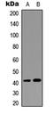 G Protein-Coupled Receptor 68 antibody, LS-C356075, Lifespan Biosciences, Western Blot image 