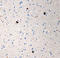 alpha-Synuclein Phospho (Ser12) antibody, 825702, BioLegend, Immunohistochemistry paraffin image 