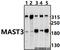Microtubule-associated serine/threonine-protein kinase 3 antibody, A11312, Boster Biological Technology, Western Blot image 